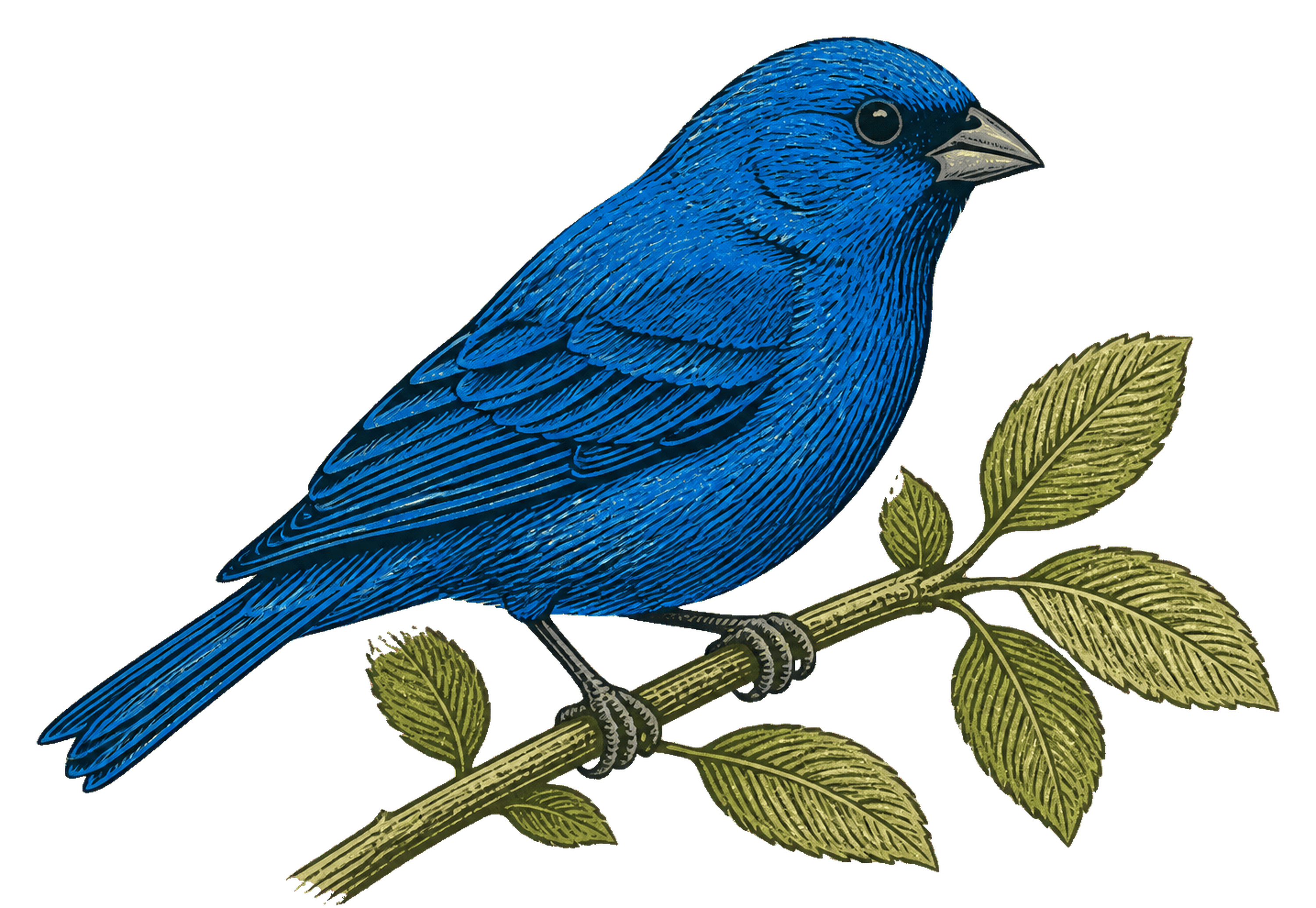 Indigo Bunting