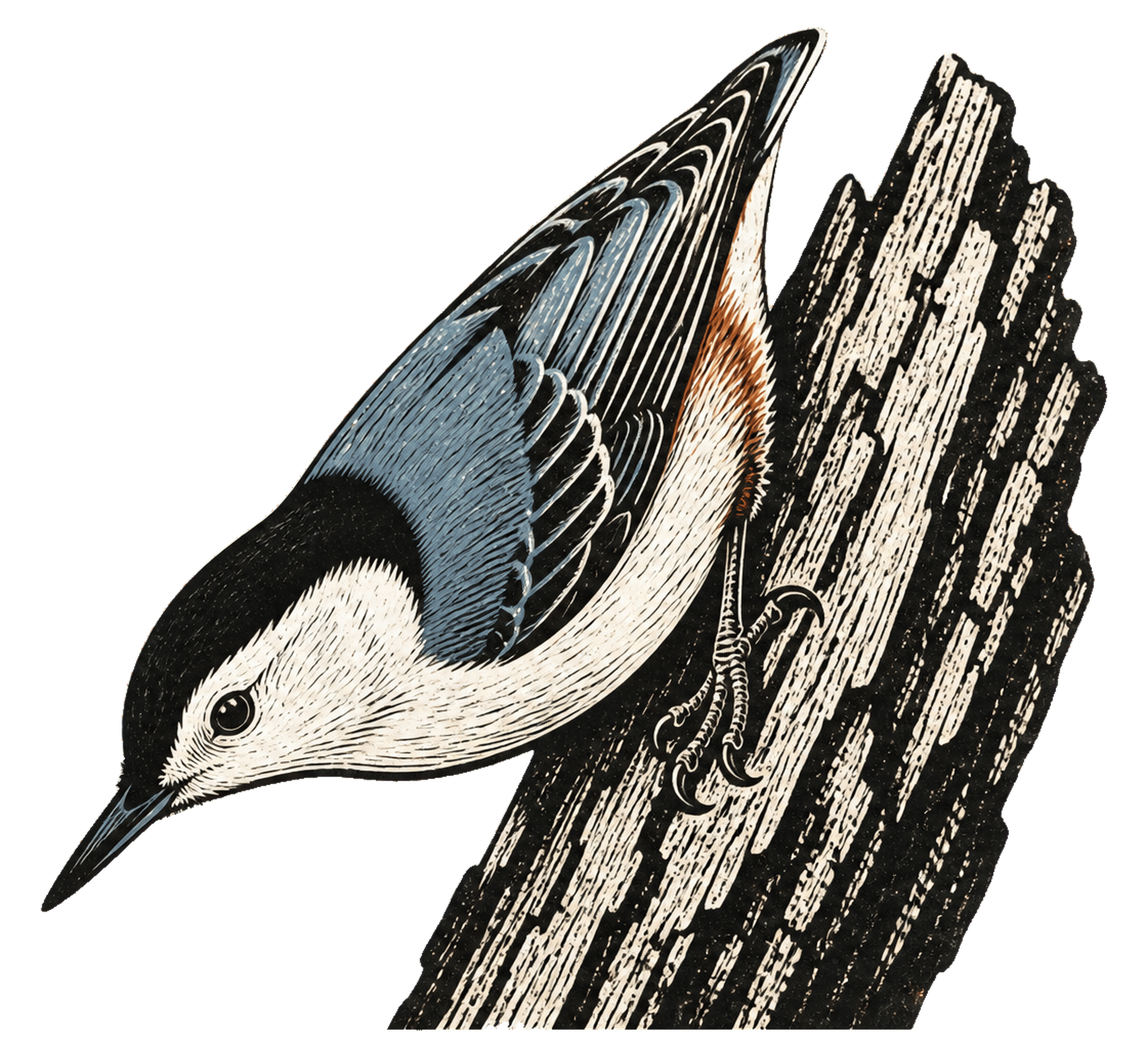 White-breasted Nuthatch